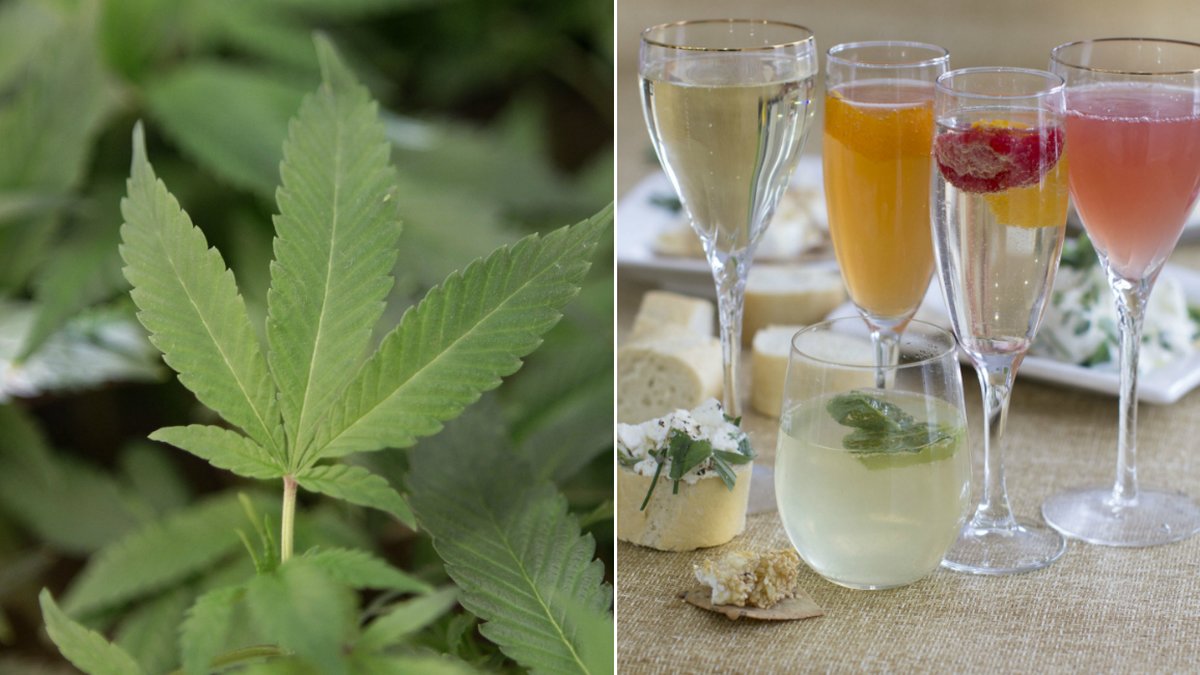 Enligt en ny studie är cannabis mindre farligt än alkohol.